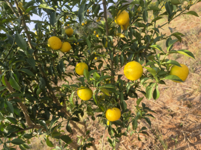 日本香柚种植基地图片